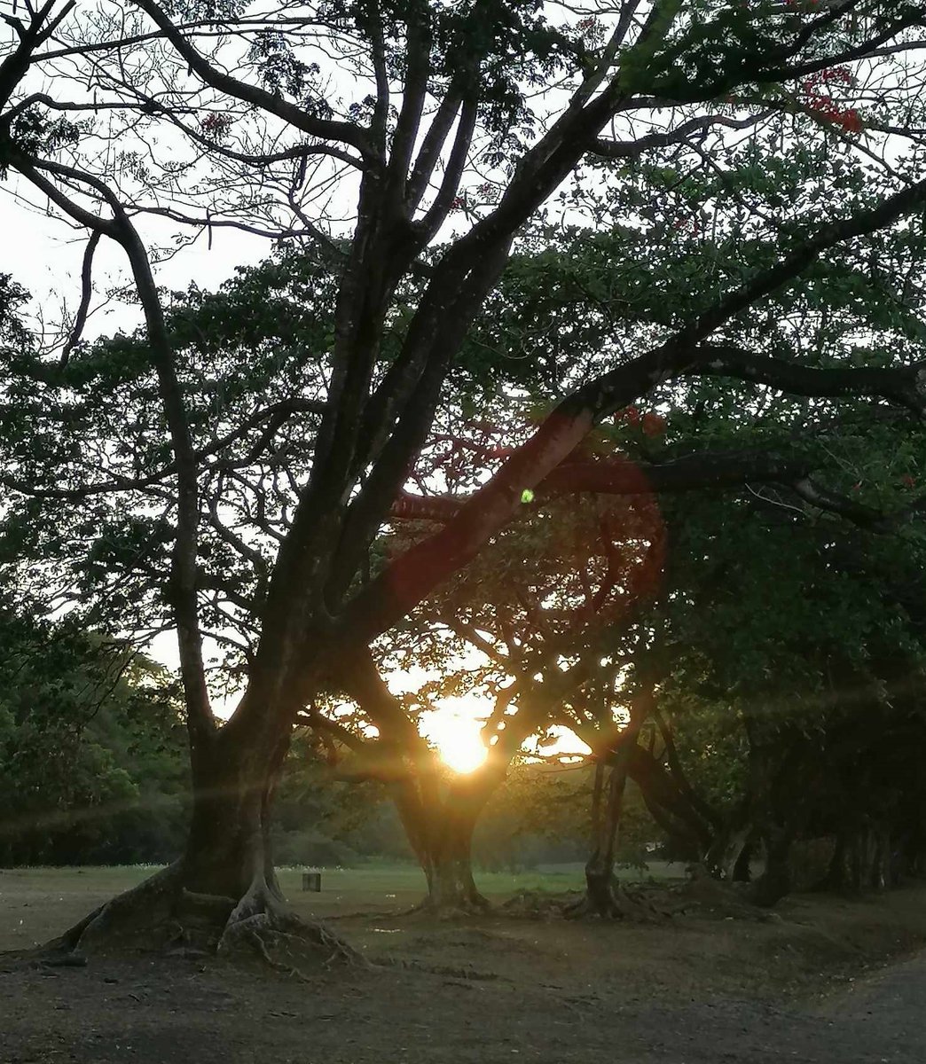 Have an enjoyable Thursday everyone!🙂
#Sunrise #Trees #Parks 
#NaturePhotography