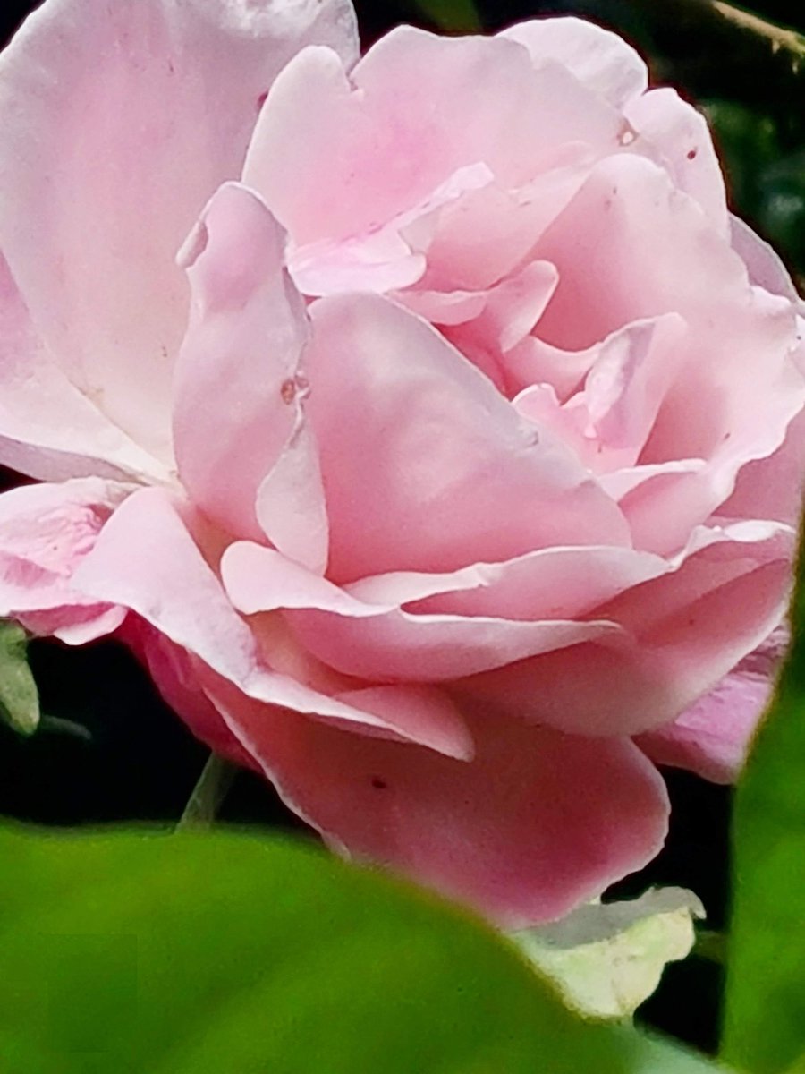 #RoseWednesday #IndiAves #rose 
#flowerphotography 
#NaturePhotograhpy 
#TwitterNatureCommunity 
#GardeningTwitter