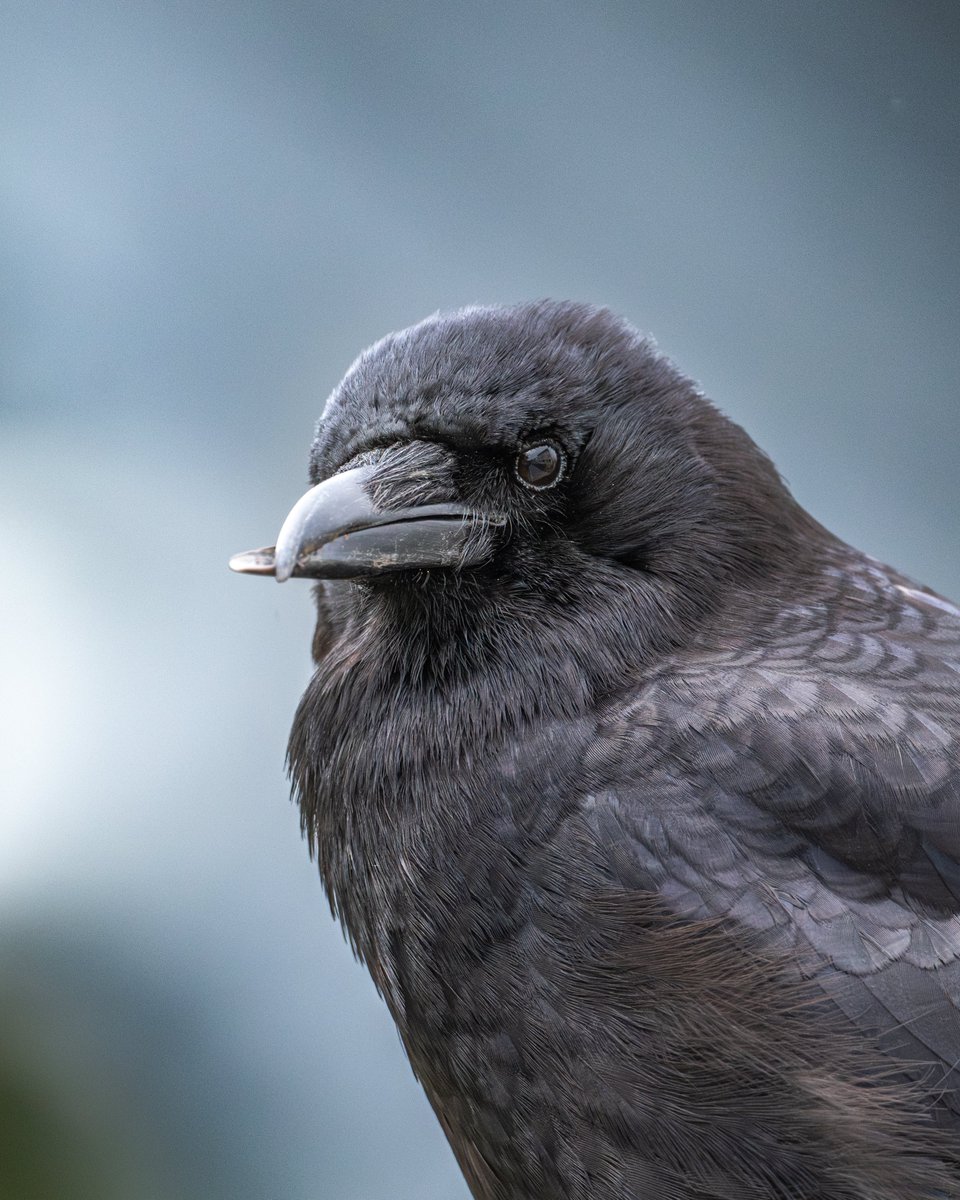 My crow friend Beaky. 😊