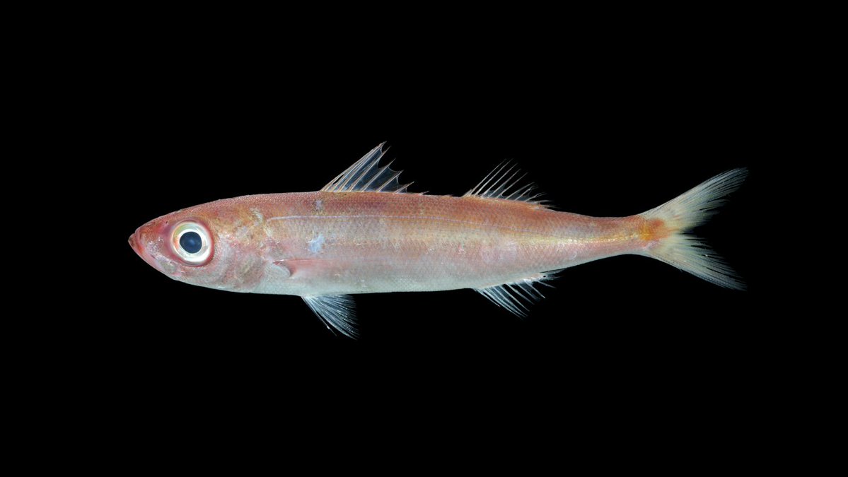 #NewSpecies! New redbait from the #philippines just swam in: Emmelichthys papillatus Treatment: treatment.plazi.org/id/804D459E-72… Publication: doi.org/10.3897/zookey… @ZooKeys_Journal #EmmelichthysPapillatus #FAIRdata #biology #biodiversity #nature #conservation #ichthyology #TeamFish