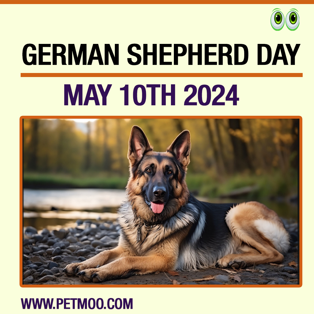 German Shepherd Day
#petmoo #pets #petdays #petday2024 #germanshepherdday #germanshepherd