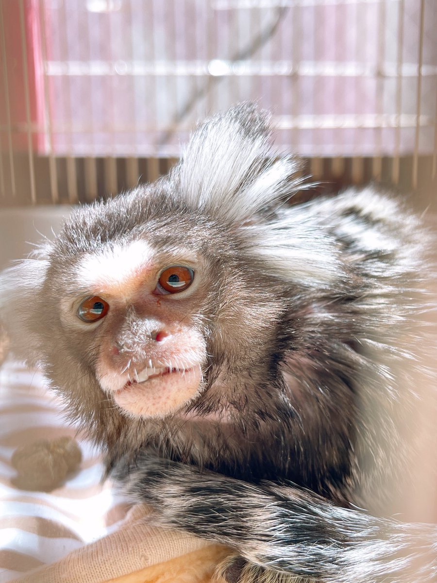激盛れキキちゃん💗✨✨

☎︎ 03-3404-2233

#原宿かわいい動物園 #harajukuzooland #原宿 #harajuku  #zooland #かわいい #kawaii #コモンマーモセット #marmoset #monkey #キキちゃん