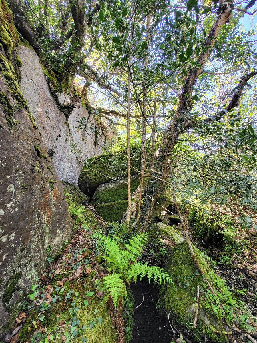 What I love about spending time in the woods is just how primeval so much of it looks and feels. We absolutely *need* places like this. And, more importantly, so does nature. 🌏