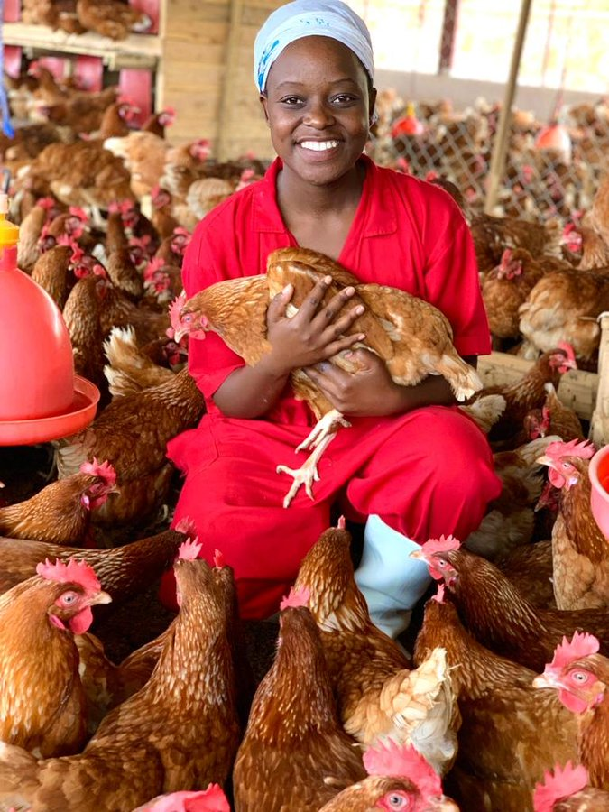 Happy day dear farming friends.

Can poultry farming be a solution to hunger and poverty?

Dear fellow, how do you understand this?

#PoultryFarming by @SangwaSifa