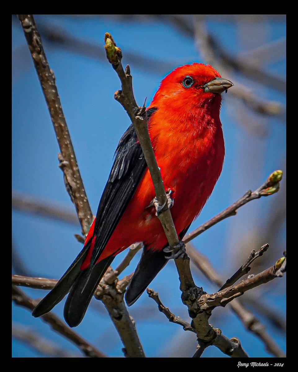 'NORTHERN FRIENDS' instagram.com/p/C6vDhFtASQz/… #ScarletTanager #Spring #BirdPhotography #WildlifePhotography #OntarioParks #Canada #PicOfTheDay