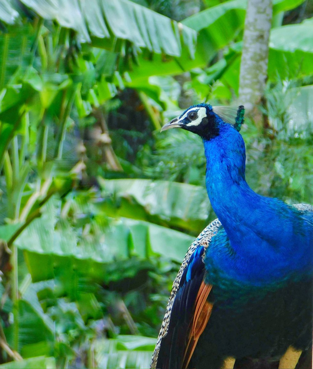 Peacock 
#TwitterNatureCommunity #IndiAves #NaturePhotography #BBCWildlifePOTD #NatureBeauty #BirdsOfTwitter #Birds2024