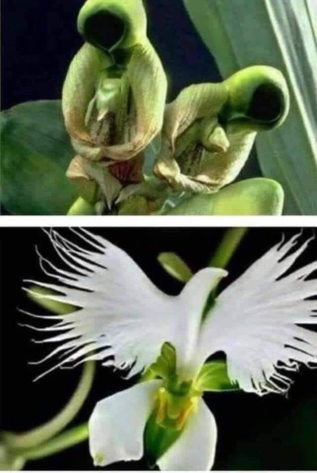 Questa rara orchidea chiamata 'Fiore dello Spirito Santo' fiorisce solo una volta l'anno. Prima di fiorire assomiglia a una Madre e un Bambino, e una volta fiorito si trasforma in Colomba in Volo.