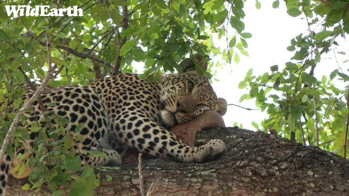 Carbon copy of Hosana - meat pillows for the win #wildearth