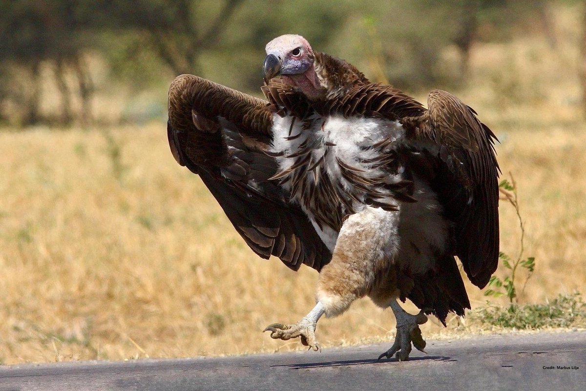 #Africa Lappet-faced vultures (torgos tracheliotos) are highly- intelligent birds who show innovative foraging behaviors, problem-solving abilities & tool-use. Misjudged & persecuted, these endangered old-world vultures remove potentially lethal pathogens from the environment.