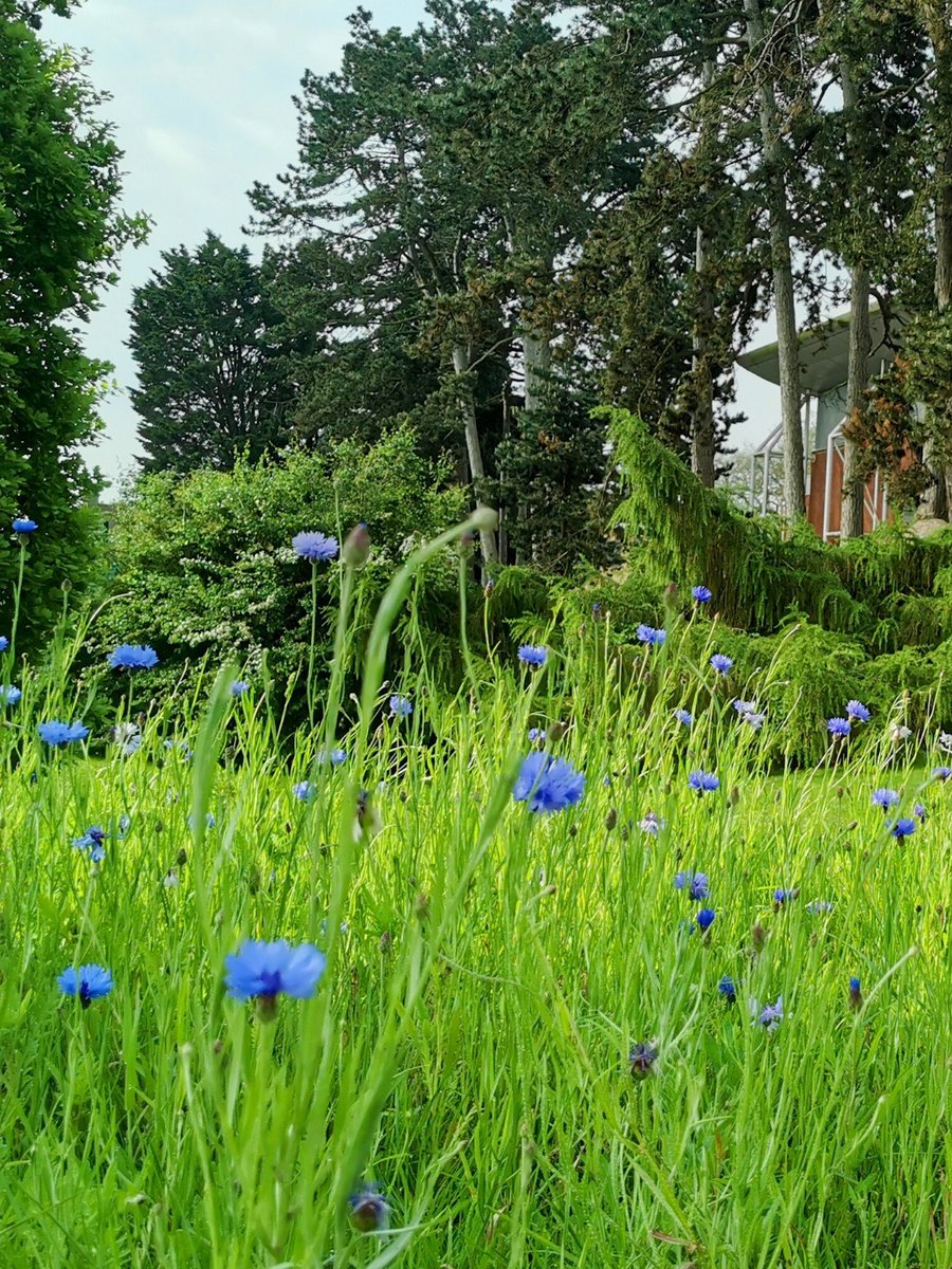 Cornflowers (Centaurea cyanus) are flourishing across St John's campus this month. This wildflower strip has been sown to support a range of wildlife including bees, butterflies, small mammals and birds.

#UoWBioSci #WorcesterUni #Sustainability #SustainableDevelopment