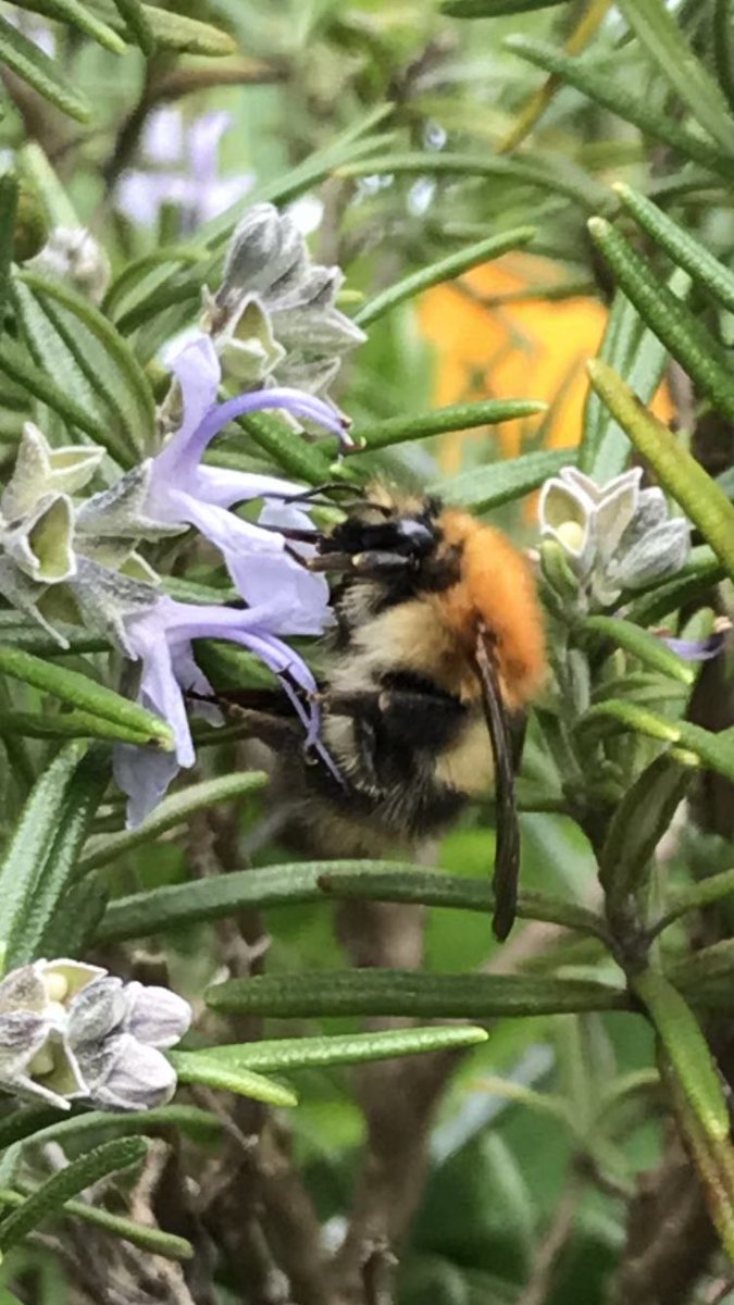 Morning 🌿… #Rosemary is in full bloom at the moment and the bees 🐝 are loving it 🥰…. Have a good one…. HAPPY DAYS!!! 😊 #GardeningX #MyGarden #BeeFood #Bees #BeeTheChange #SoundOfSummer #PositiveVibesOnly