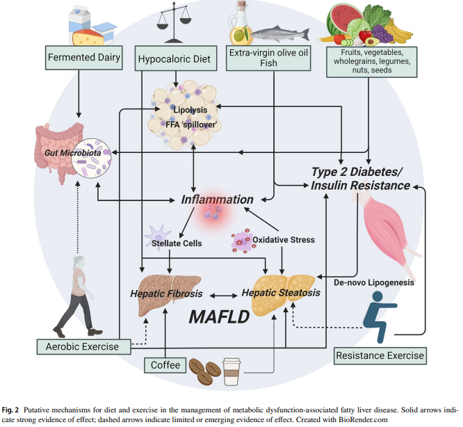 Lifestyle intervention for #MAFLD #MASLD should consider a 24-h integrated behaviour perspective: rdcu.be/dHnXk Great collaboration w @elenas_george & Drs De & Chawla. More multidisciplinary work needed to understand interdependence of integrated lifestyle behavior!