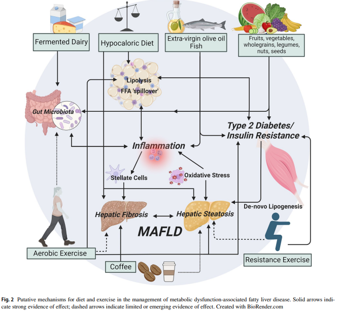 Shelley Keating (@shelley_keating) on Twitter photo Lifestyle intervention for #MAFLD #MASLD should consider a 24-h integrated behaviour perspective: rdcu.be/dHnXk
Great collaboration w <a href="/elenas_george/">Dr Elena George, AdvAPD, PhD</a> & Drs De & Chawla. More multidisciplinary work needed to understand interdependence of integrated lifestyle behavior! Lifestyle intervention for #MAFLD #MASLD should consider a 24-h integrated behaviour perspective: rdcu.be/dHnXk
Great collaboration w <a href="/elenas_george/">Dr Elena George, AdvAPD, PhD</a> & Drs De & Chawla. More multidisciplinary work needed to understand interdependence of integrated lifestyle behavior!