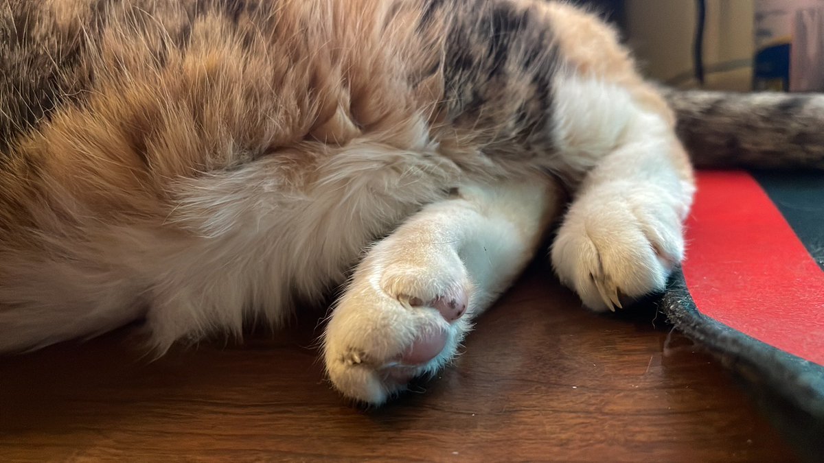 @SophieMolly20 Fluff, paws, and toe beans from Little Puss. #Cats