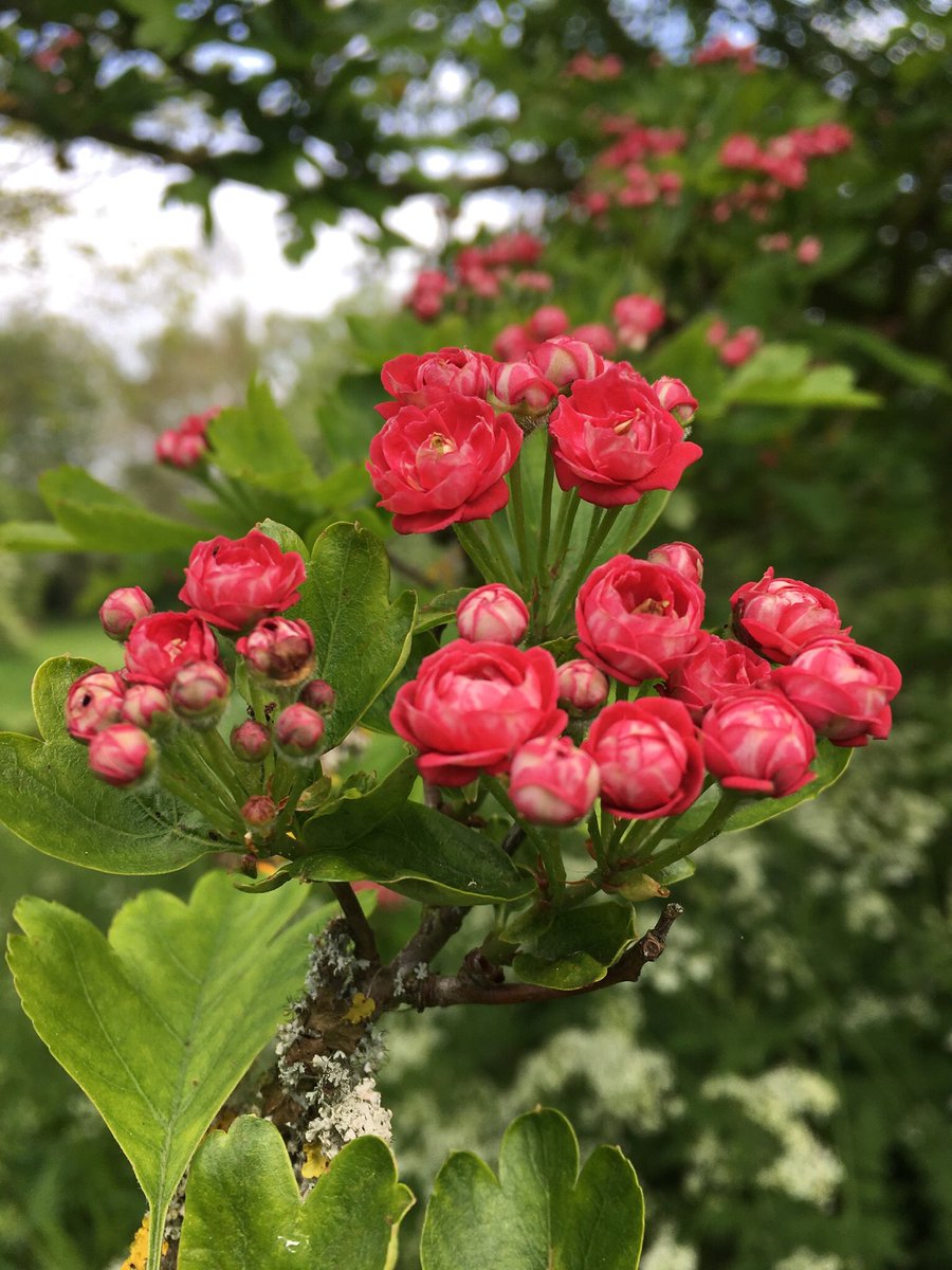 Happy Thursday. Going to be another smashing day, so have a good one. #GardeningX #SpringGardens #ThursdayMotivation #FlowersOnX