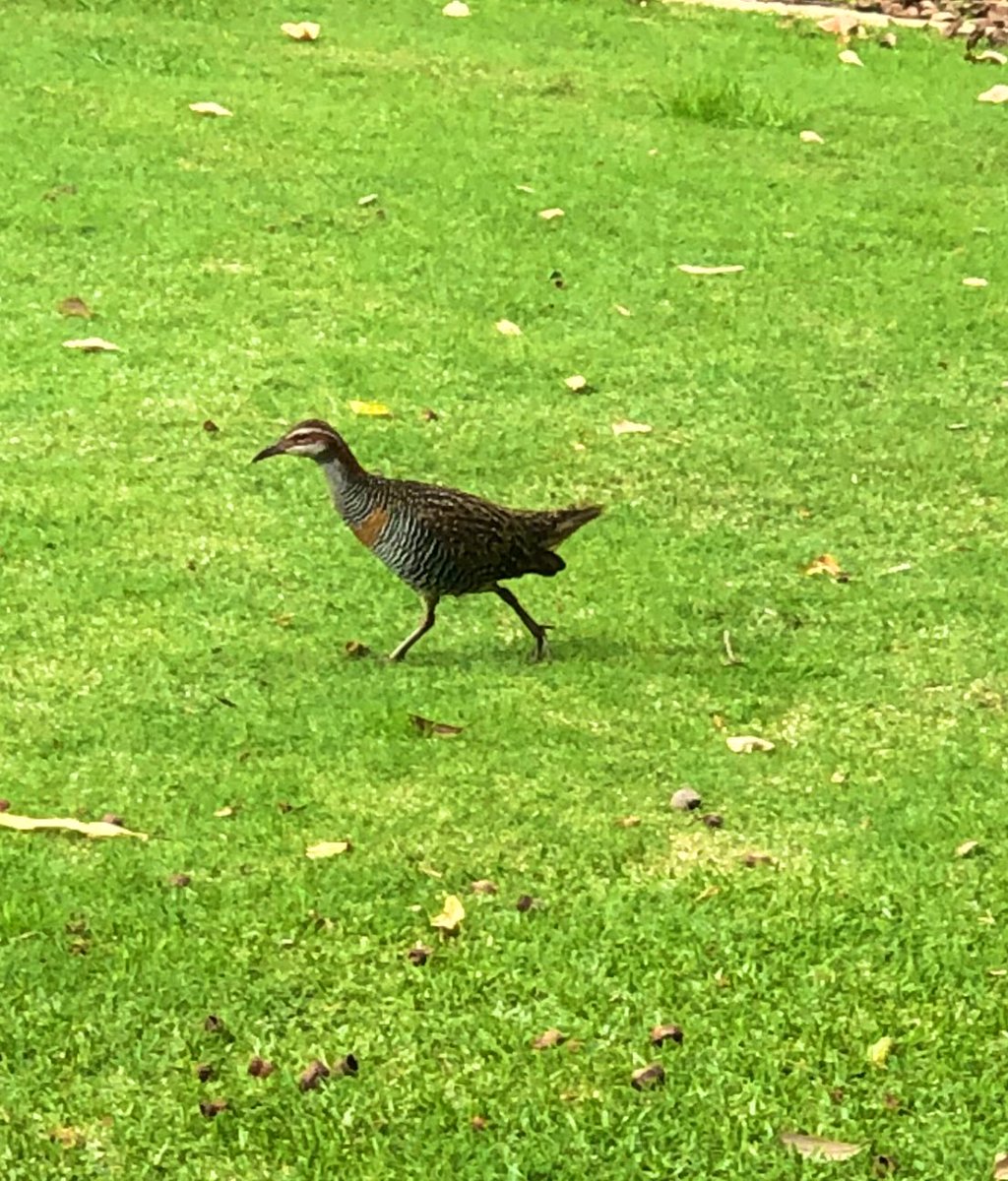 The campus Buff-banded rails are feeling adventurous! What a stunning species!