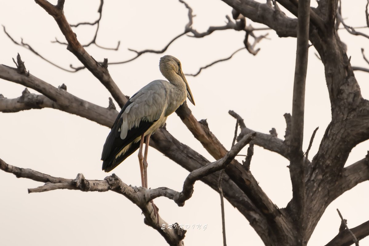 ErikDing868's tweet photo. #AsianOpenbill
#birds #birdwatching #bird #nature #birdphotography #birdsofinstagram #wildlife #naturephotography #birding #wildlifephotography #birdlovers #photography #naturelovers #birdstagram #birdlife #canon #animals #BBCWildlifePOTD #野鳥写真 #とり #野鸟 https://t.co/3QWoCc4znY