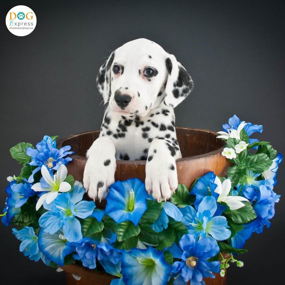 You can't see me, I am a plant ❤️

#Dogexpress #Celebratingdoglove #Doglovers #Dogowners #lovemydog #doglover #doglife🐾 #doglove #doglovehuman❤️ #dogmeme #cutedogs #lookinglikeaplant #purelove #dogpicture #petstagram #dogstagram #dogsofinstagram