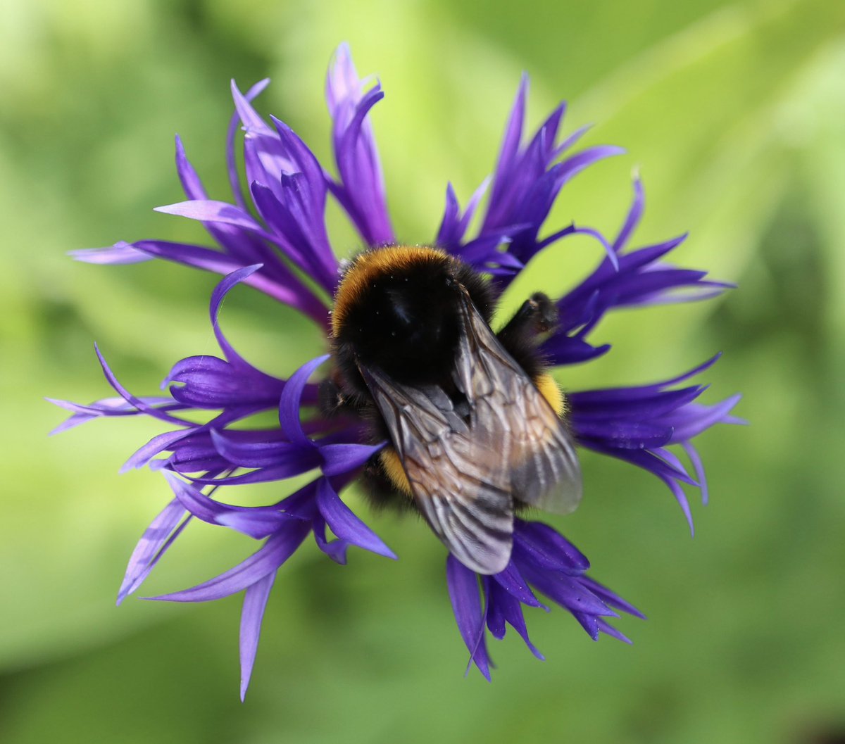For #InsectThursday out popped our first Centaurea Montana bloom, quickly followed by a buff tailed bumblebee 💙🐝💙