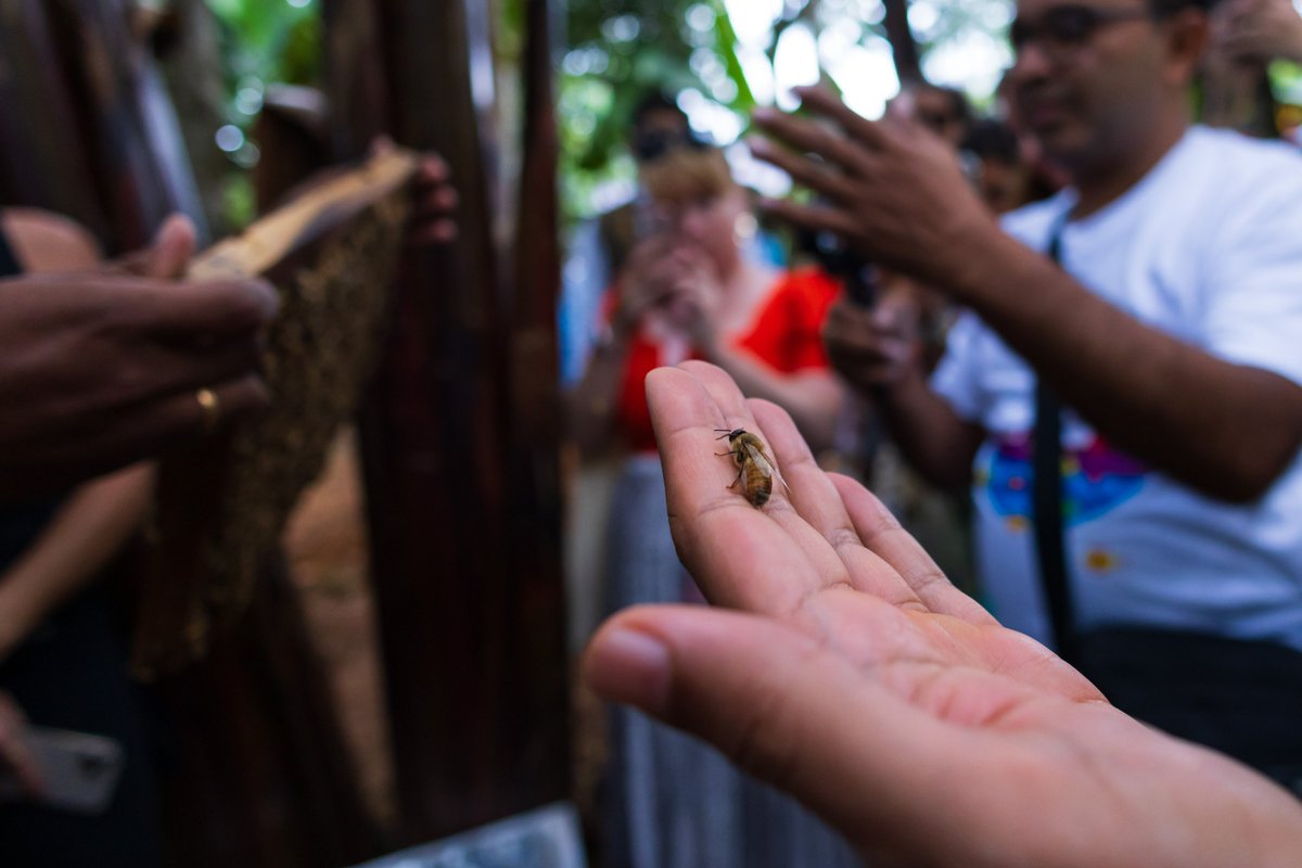 KeralaTourism's tweet photo. If you visit Thekkady, be sure to pick up a bottle of fresh and pure honey straight from the bee-farms. Apiculture was launched here as part of Kerala’s Responsible Tourism Mission, resulting in income generation for the locals.

#BeeFarming #Thekkady #ResponsibleTourism #KeralaTourism
