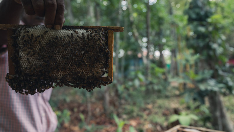 If you visit Thekkady, be sure to pick up a bottle of fresh and pure honey straight from the bee-farms. Apiculture was launched here as part of Kerala’s Responsible Tourism Mission, resulting in income generation for the locals.

#BeeFarming #Thekkady #ResponsibleTourism