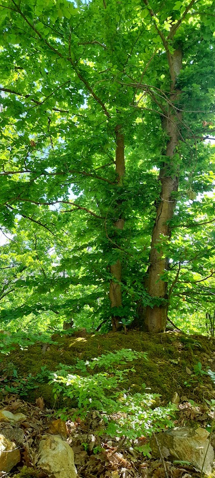 albicilla66's tweet photo. #Birding early May meadows & orchards, beech & oak forest in the #Djerdap National Park, E from #Belgrade 🇷🇸#Serbia: White-backed, Grey-headed & Black Woodpeckers; White-throated Dipper, Crag Martin, Rock & Ortolan Buntings; Marsh Tit, Hawfinch...
➡️https://t.co/Qy7rpLWX4S https://t.co/4AqJCR30OR