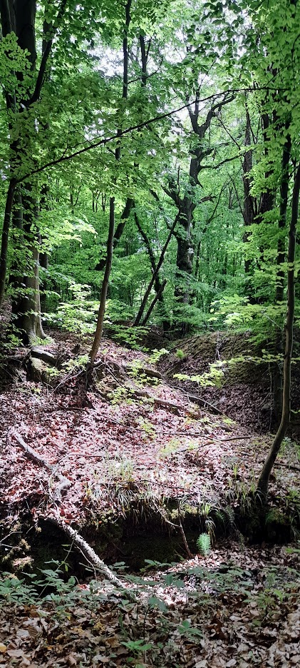 albicilla66's tweet photo. #Birding early May meadows & orchards, beech & oak forest in the #Djerdap National Park, E from #Belgrade 🇷🇸#Serbia: White-backed, Grey-headed & Black Woodpeckers; White-throated Dipper, Crag Martin, Rock & Ortolan Buntings; Marsh Tit, Hawfinch...
➡️https://t.co/Qy7rpLWX4S https://t.co/4AqJCR30OR