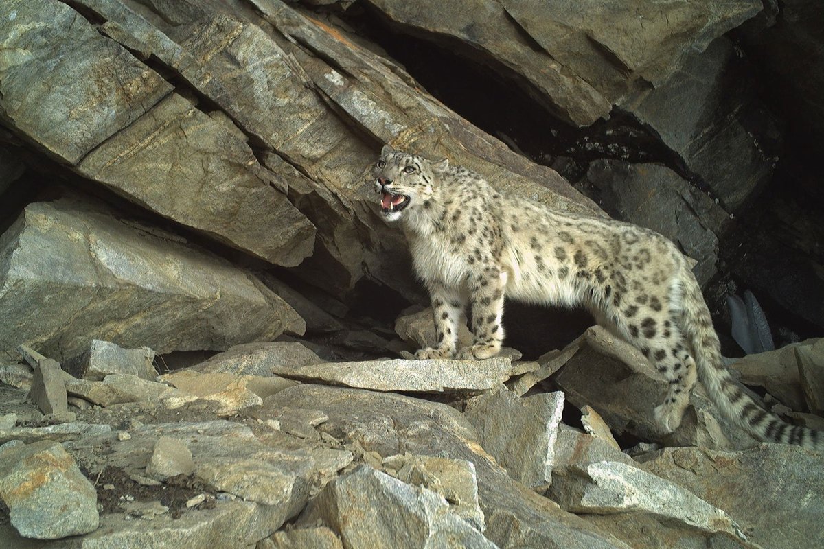 #FromTheArchives #Wildlife #Biologist @KhanyariMunib pens an ode to the field #researchers and the locals of #JammuKashmir for their role in the first-ever survey of #SnowLeopards in the region. @ConservOptimism #India Learn more: bit.ly/3WE7Hjz