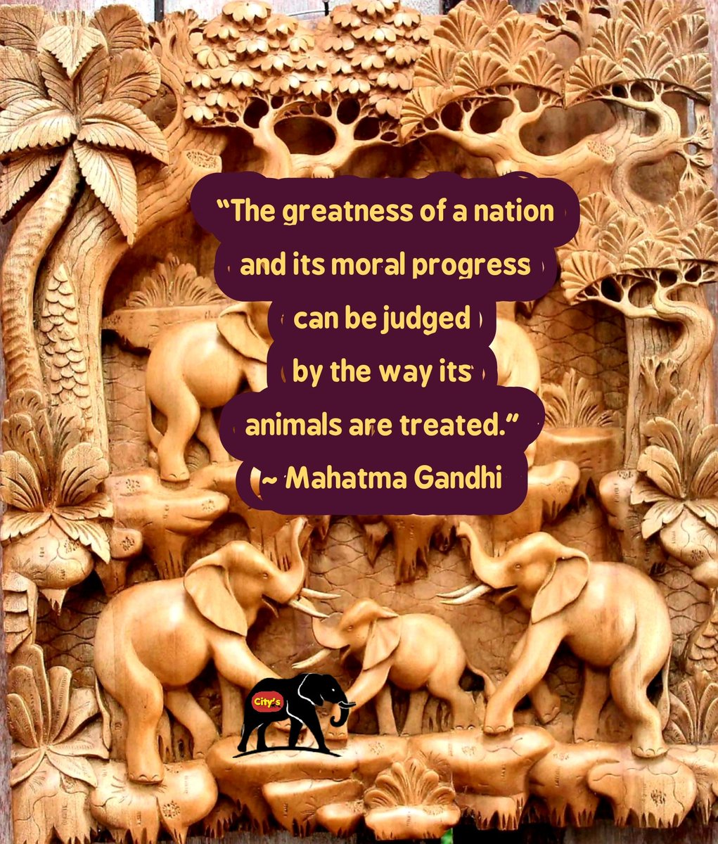 CitysFElephants's tweet photo. One by one🎯until they're done
#Tanzania
WHAT ARE YOU DOING @SuluhuSamia ? 😡
The hunt for the #AmboseliTuskers will continue. Another 5 bull elephants are on the kill list. We won't allow that!
#NotYourTrophy
#BanTrophyHunting International
#EndOfTheGame
#ExtinctionIsForever https://t.co/y8BGK1WE5w