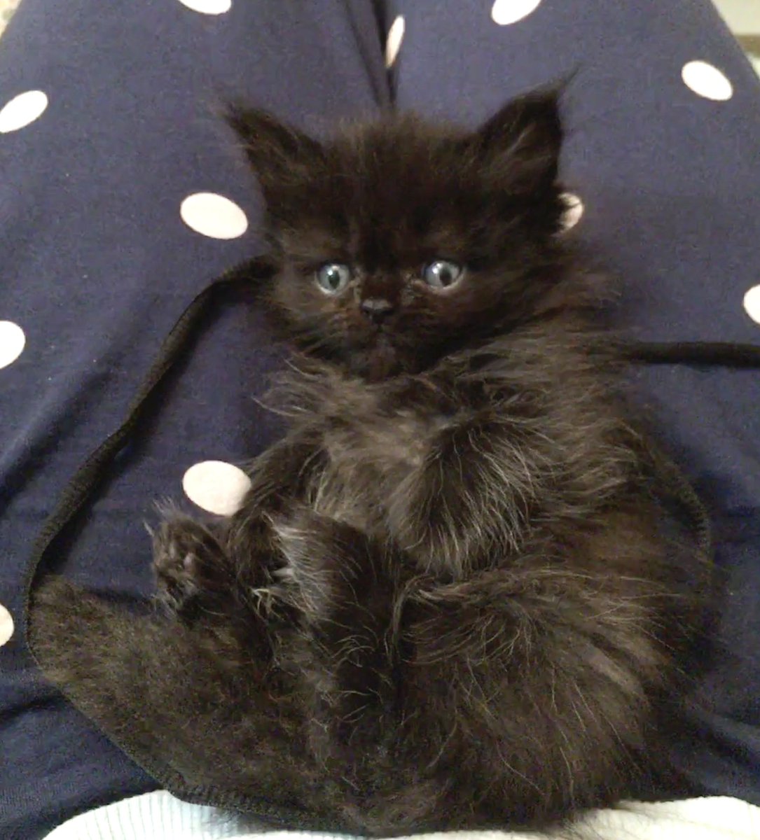 It’s #ThrowbackThursday to when I was just a little scrap of floof!😻 #Hedgewatch #tbt #cats #CatsOfTwitter