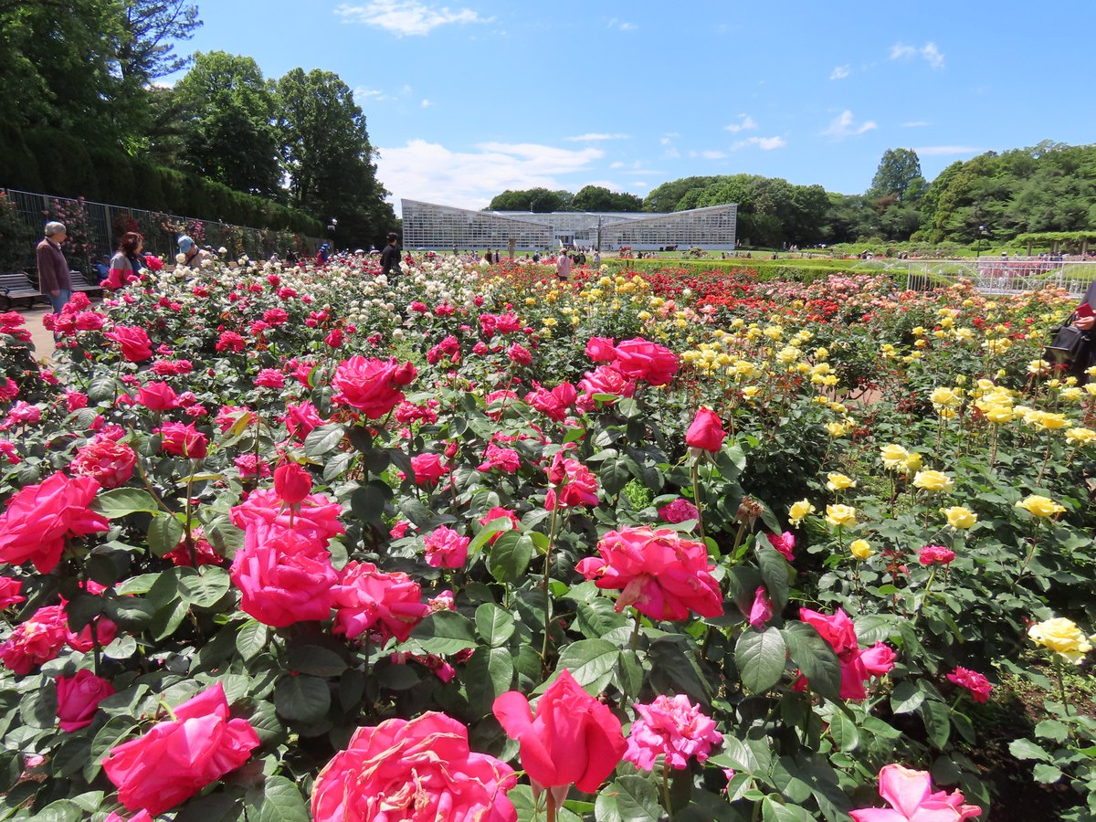 午後のばら園は青空が広がりました。
'So many roses, so many happiness!'
Colourful roses are in full bloom under the blue sky.（広報係）#神代植物公園 #薔薇 #rose #JindaiRoseGarden #Tokyo  　
▽Rosa