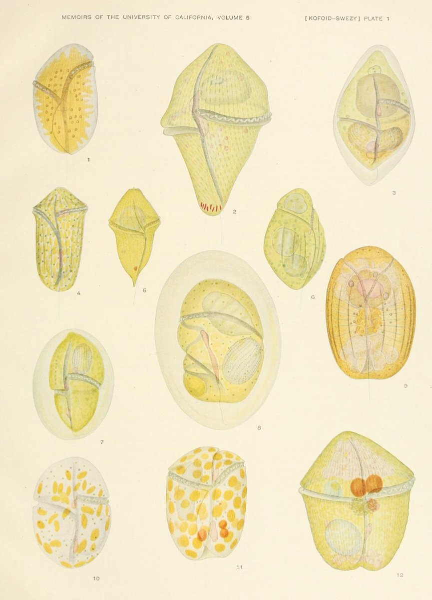 Little otherworldly lives from: The Free-living Unarmored Dinoflagellata' by Charles Kofoid & Olive Swezy (1921) (◕!◕) > biodiversitylibrary.org/item/66471#pag…