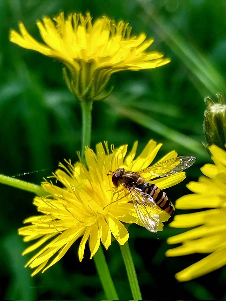 Happy #InsectThursday 💛🖤