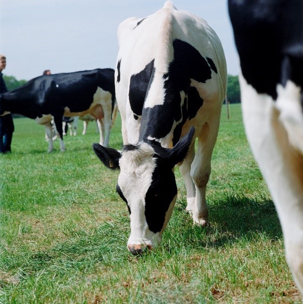 Now’s the best time of year to take action against flies, before egg and larvae begin to develop. Prevention is much more effective than trying to tackle a huge population mid-summer. ☀️ 🐮

#Dairy365 #TeamDairy