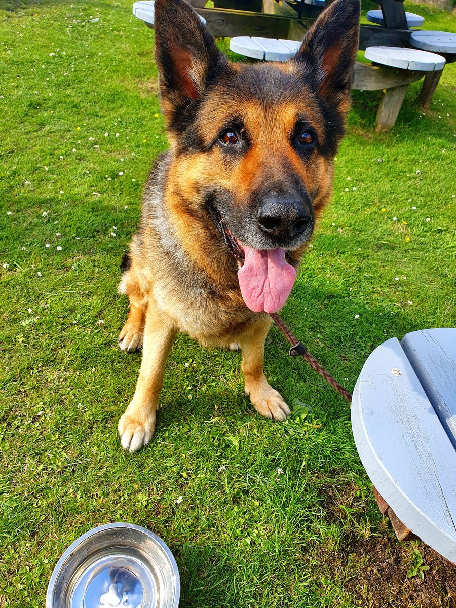 With great sadness we announce the passing of RPD Banjo. Banjo served GMP with distinction with his handler PS Jason. Banjo had a happy retirement reaching the age of 14 after retiring 6 years ago. Sending all our love and best wishes to Jason and his family. Rest easy Banjo ♥️