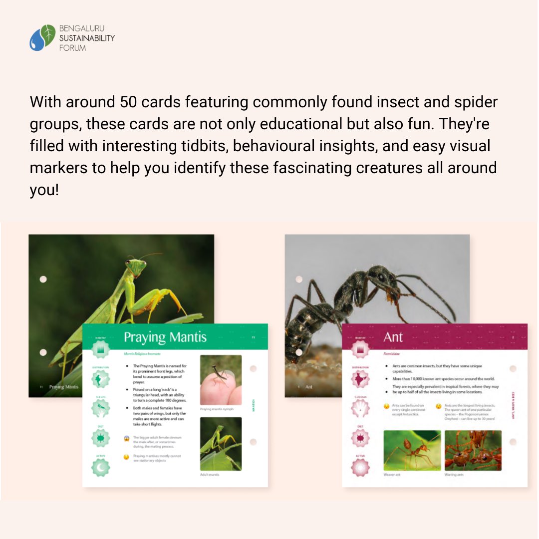 Biodiversity exists in every corner of the city. The most easy to miss are insects and spiders. Which is why Vena Kapoor & Priya Venkatesh, along with EcoEdu are working to come out with flashcards on common insects and spiders, under our Small Grants Programme.