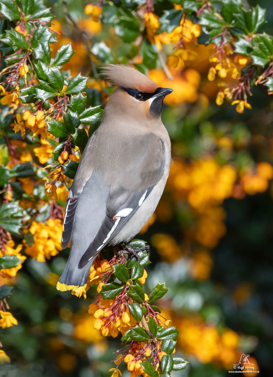 One of seven Waxwings to grace Lerwick, Shetland last week. This particular flock were feeding on the flowers of Berberis, Pyracantha and even Salix catkins.