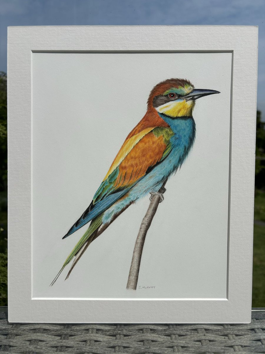 Happy Birthday to my lovely friend @JoKingDevon who is ?? years old today. She said she wanted to spend her day with Bee Eaters, so I drew her this one…just in case. Have a great day Jo 🎂