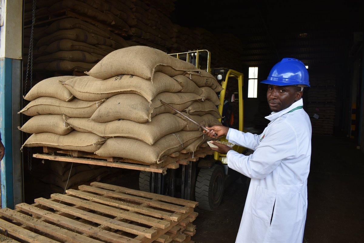 COFFEE PRICES: Today's farmgate prices Kiboko 5,500-6,000 FAQ 12,000-12,500 Arabica Parchment 12,500-13,000 Drugar 11,000-11,500 Get daily coffee market prices on the UCDA website ugandacoffee.go.ug. Learn to source/ trade coffee, quality parameters & risk management.