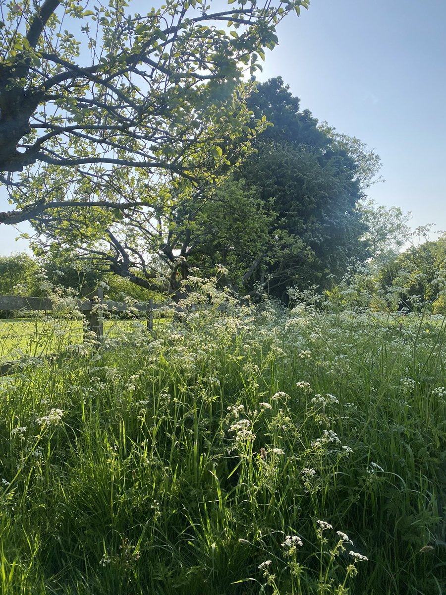 I just don’t think we appreciate cow parsley enough as a society