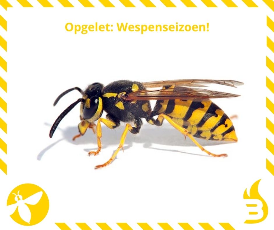 De lente brengt ook wespen met zich mee! Ondervind jij effectief hinder door deze insecten? Vul dan het formulier in op onze website: brandweerzonerand.be/content/wespen…. 
Opgelet: Wespenverdelging door Brandweer Zone Rand is NIET gratis.
#wijzijnbrandweerzonerand #fusievankracht #wespen