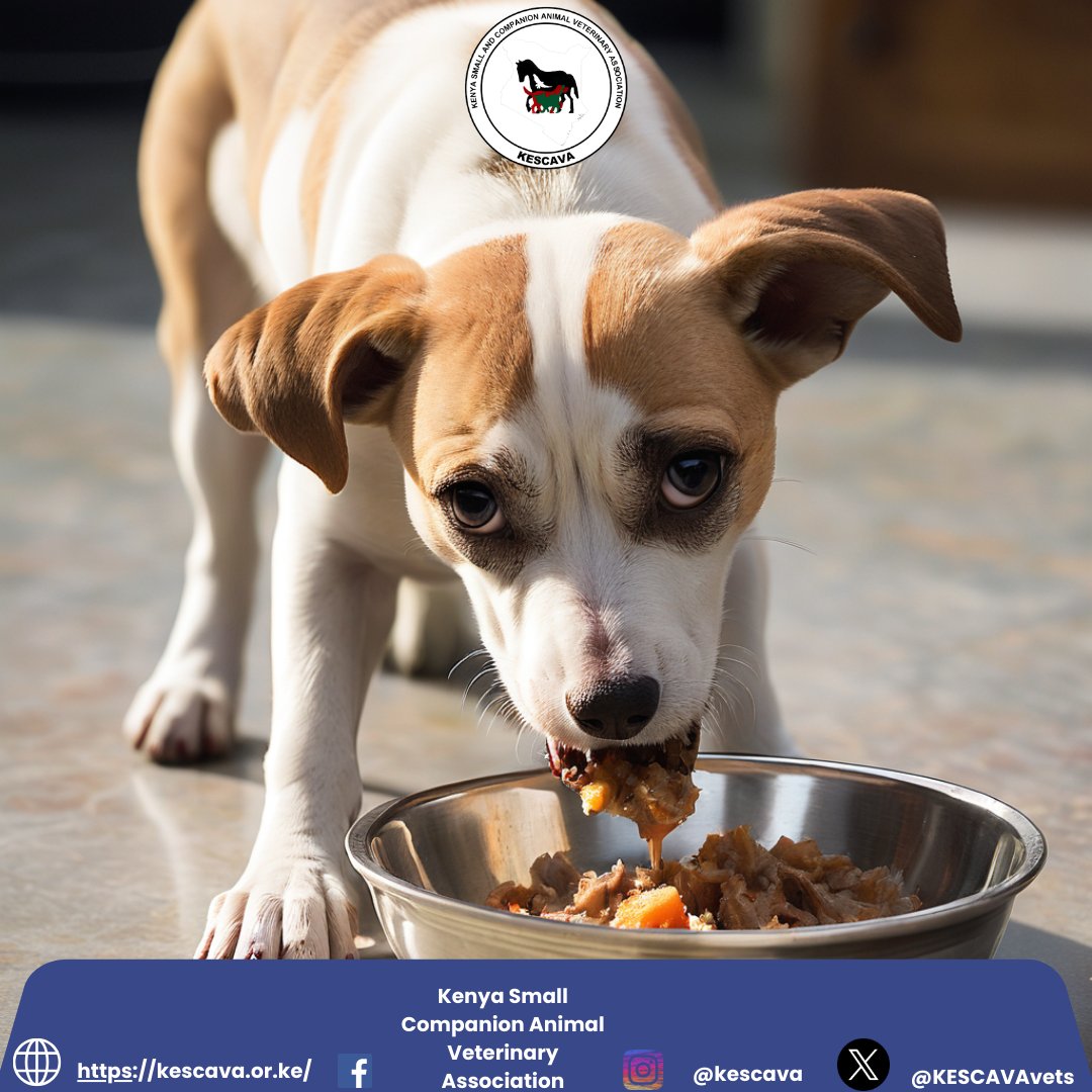 Did you know that maintaining proper pet nutrition can help combat pesky worms? 🪱 

Always consult your vet for advice on a balanced diet to boost your furry friend's immune system and fend off these unwelcome guests.

#PetNutrition #HealthyPets