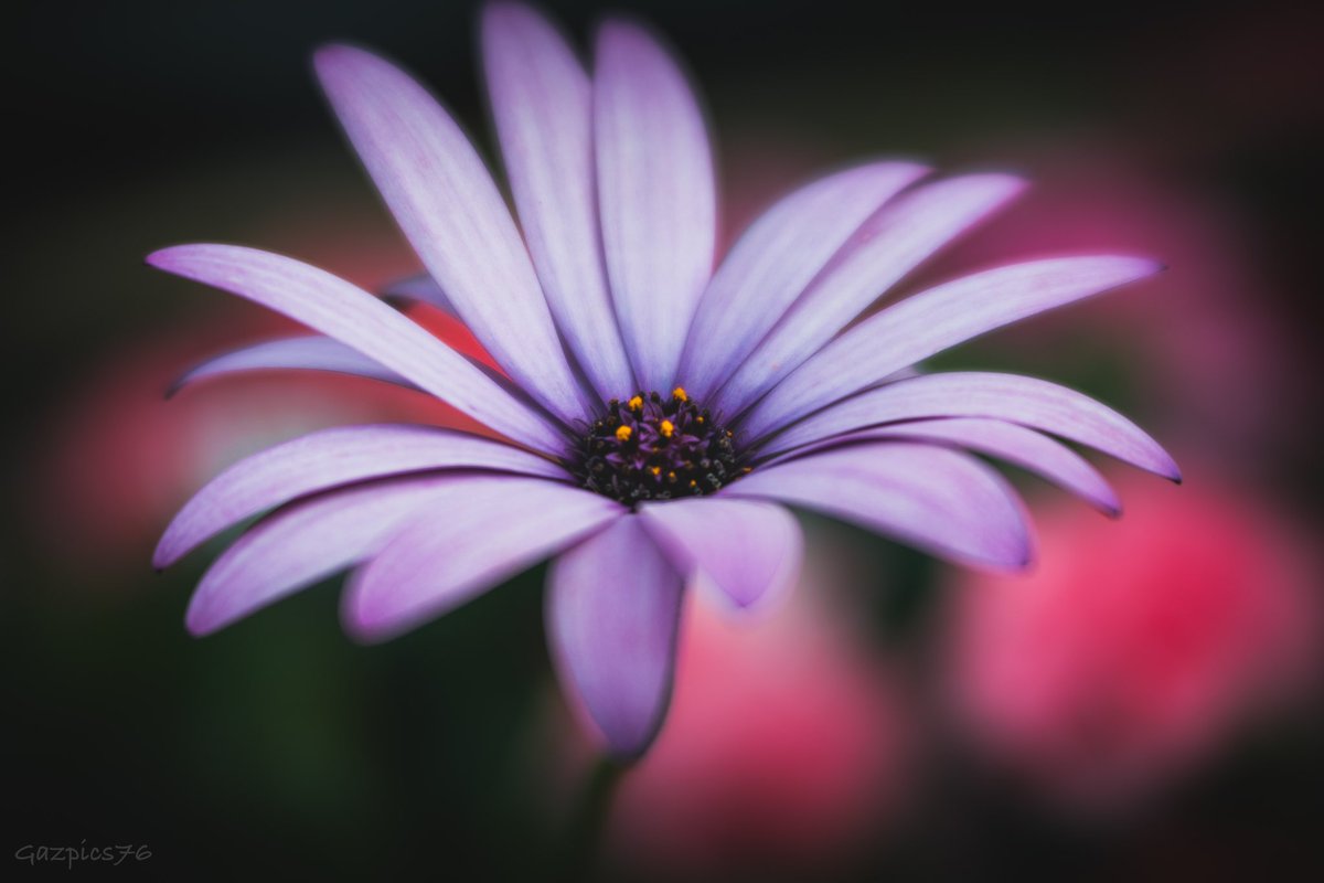 Good morning Twitter pals , happy Friday to you all 👋❤️🍀 
A lovely big Daisy for #FlowersOnFriday part of my soft focus project #photography #appicoftheday #nature #flowers #macro #purple #flowerphotography