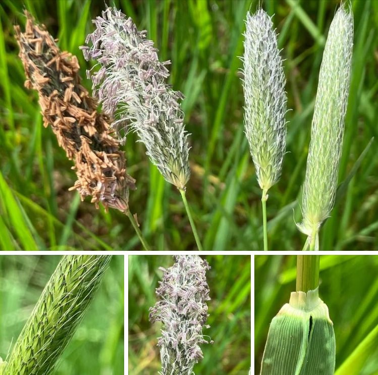 Meadow Foxtail. Alopecurus pratensis. Up to 120cm. Hairless. Leaves up to 10mm wide. Ligules up to 2.5mm. Inflorescence cigar-shaped up to 13cm, purplish or green. Awns project 3-5mm from spikelet. Books often only show inflorescence at one stage so thought these might help