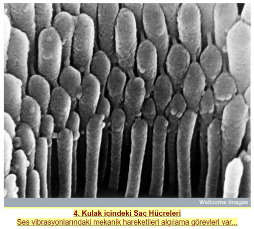 Vücudumuzdan 15 muhteşem görüntü-1
#tefekkür #maşallah #barekallah #Allahuekber 

Görüntüler Elektron Mikroskopu ile çekilmiş,
Detaylar 1 - 5nm (nanometre=milimetrenin milyonda biri) arası değişen boyutlarda...