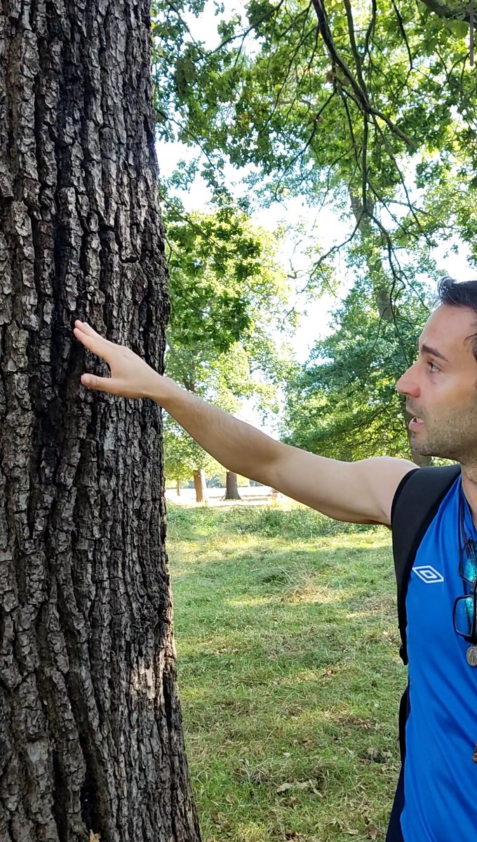 Bacteria and a wood-boring beetle can devastate Britain's oak trees in 'acute oak decline' - but WHY are some trees more resistant to the syndrome? 🤔🌳 Rômulo Carleial of Kew and @ForestProtectUK is building on @ActionOak work to see if DNA holds the answer! 🧬 #PlantHealthWeek