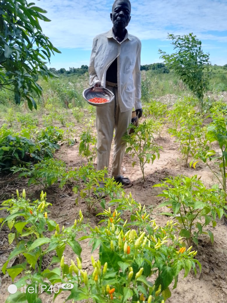 Just like wine, he is getting better at crop diversification with age. Both high value crops (rice and chilies) are looking great!!

#climatechangeresilience
#highvaluecrops
#agingwell