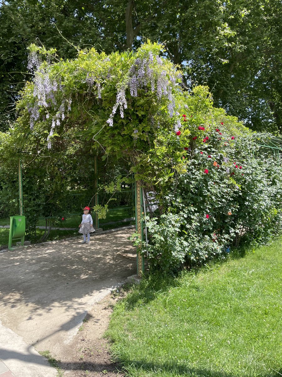 #Dushanbe botanical garden today #wisteria #wisteriahysterua