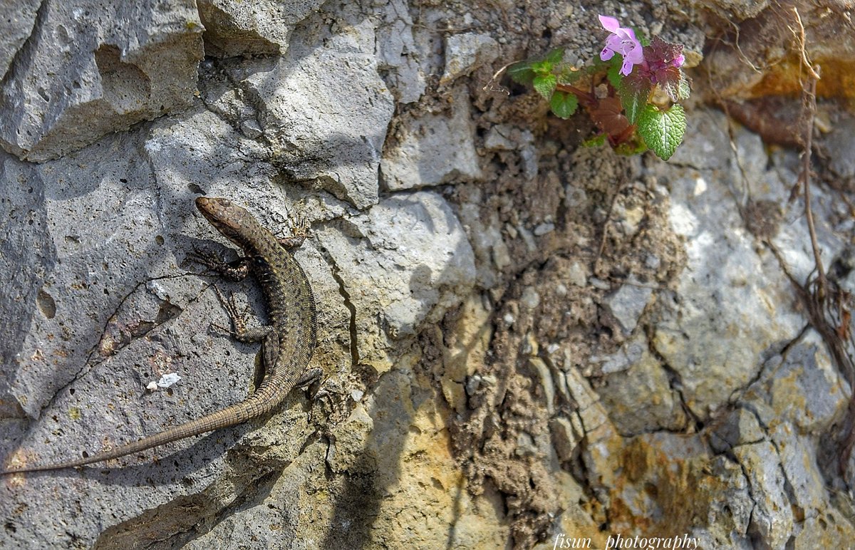 #photo #foto #NaturePhotography Mr. Lizzard..