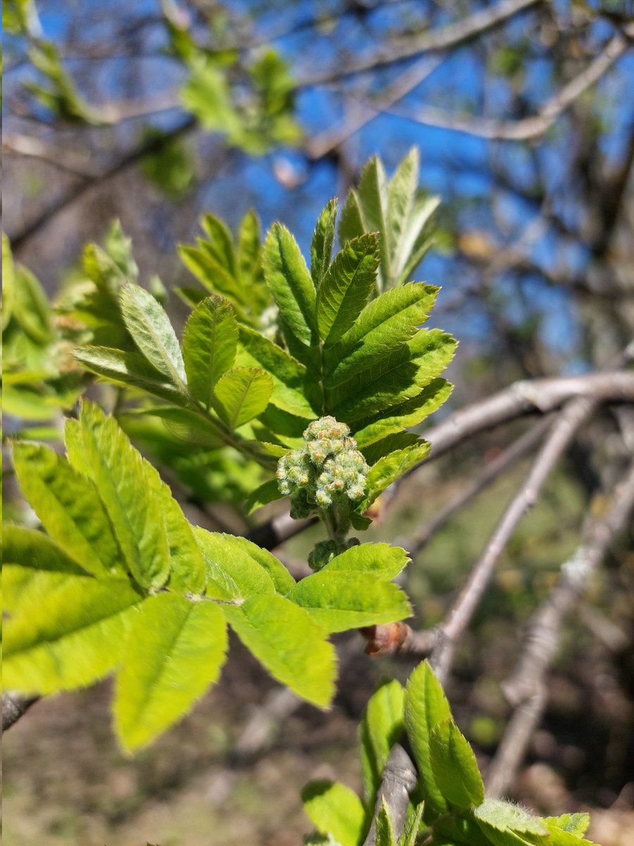 Kohta kukkii pihlajakin 💚🌿. Tänään vipinää tiedossa, kun 4- ja 1-vuotiaat tulevat yhtäaikaa mummulaan 🥰🥳. Erinomaista helatorstaita ❤️